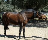 andalusian horse for sale 3