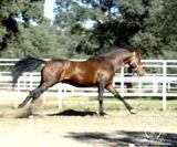 andalusian horse for sale 5
