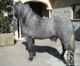 andalusian horse for sale LR001
