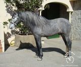 andalusian horse for sale LR001_1