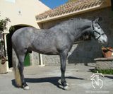 andalusian horse for sale