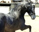 andalusian horse for sale LR001_6