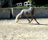 andalusian horse for sale LR001_7