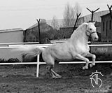 andalusian horse for sale _1