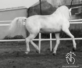 andalusian horse for sale _2