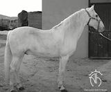 andalusian horse for sale _3